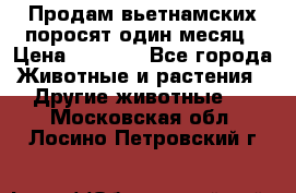 Продам вьетнамских поросят,один месяц › Цена ­ 3 000 - Все города Животные и растения » Другие животные   . Московская обл.,Лосино-Петровский г.